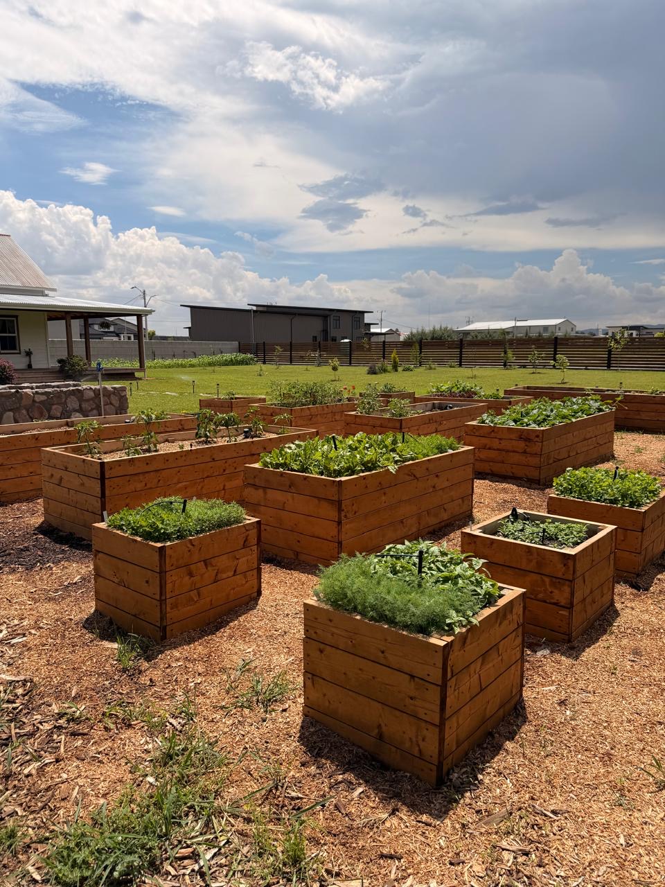 Raised garden beds and cube planters full of herbs and vegetables