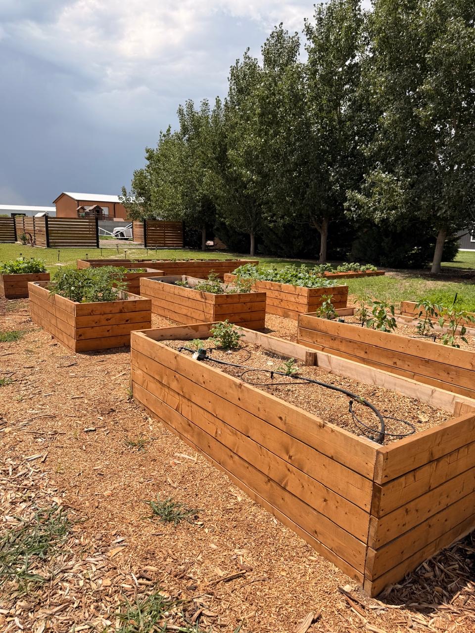 Raised garden beds beneath tall poplars and a big prairie sky