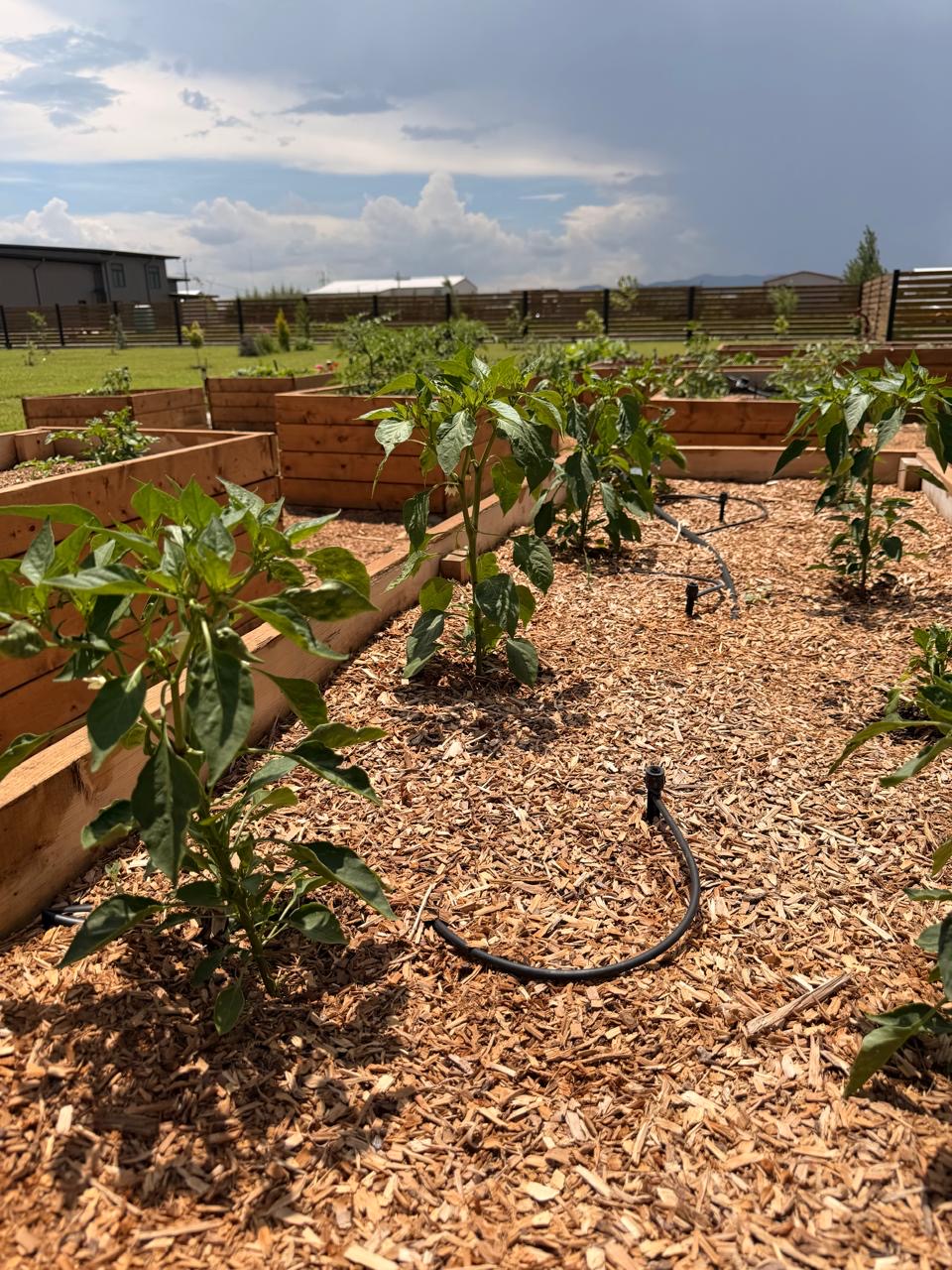 Pepper plants growing in the raised beds on drip irrigation